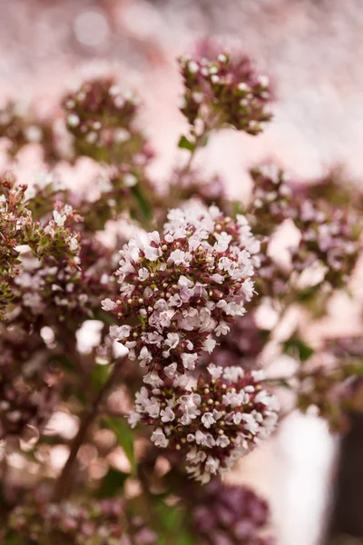 Świeżego oregano — Zdjęcie stockowe