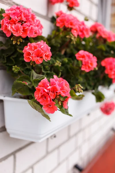 Nice geranium — Stock Photo, Image