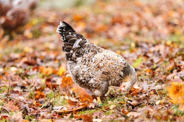 Pollos en la granja —  Fotos de Stock