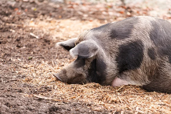 Varkens op de boerderij — Stockfoto