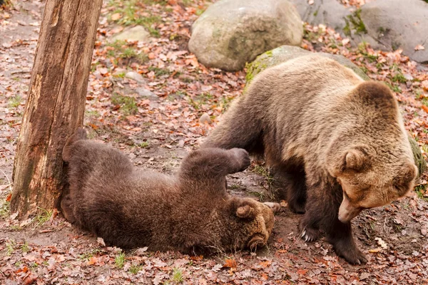Brown Bears — Stock Photo, Image
