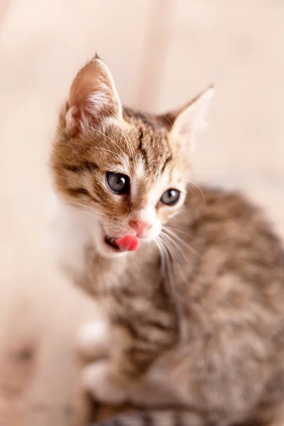 Belo gatinho. — Fotografia de Stock