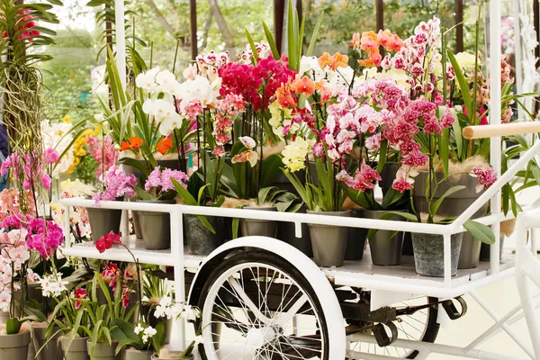 Orquídea bonita — Fotografia de Stock