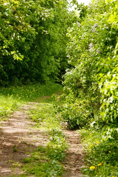 Scieżka leśna — Zdjęcie stockowe