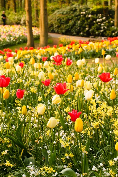 Giardino primaverile — Foto Stock