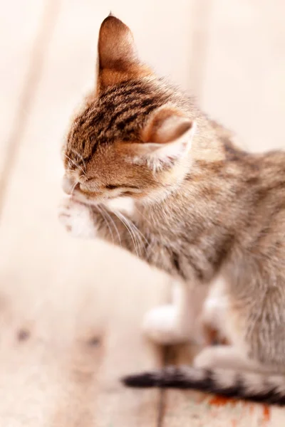 Belo gatinho. — Fotografia de Stock