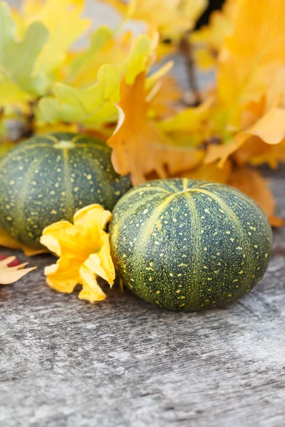 Autumn Pumpkin and Leaves — Stock Photo, Image