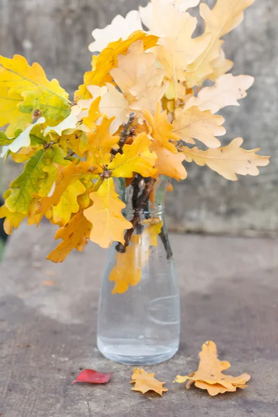 Oak leaves in the vase — Stock Photo, Image