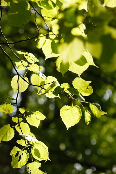 Green leaves — Stock Photo, Image