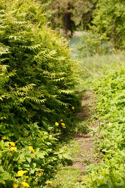 Caminho florestal — Fotografia de Stock