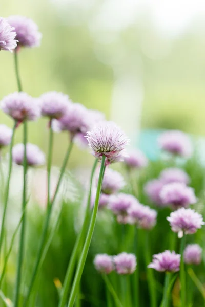 Violette Blüten — Stockfoto