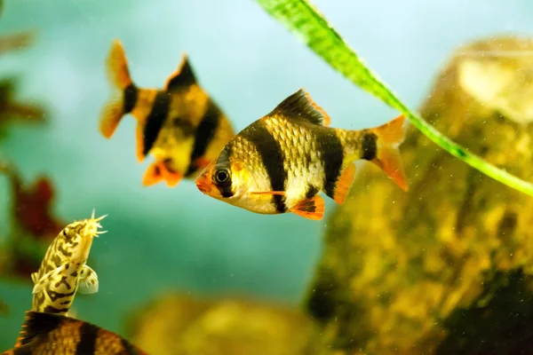 Akvaryum balık - barbus tetrazona — Stockfoto
