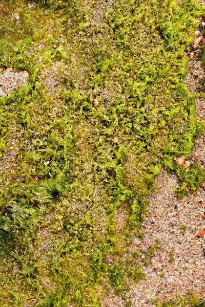 Algues sur le sable — Photo
