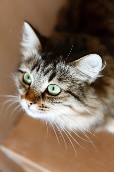 Очаровательная кошка — стоковое фото