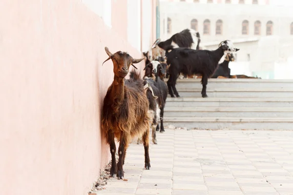 Chèvres dans les escaliers — Photo