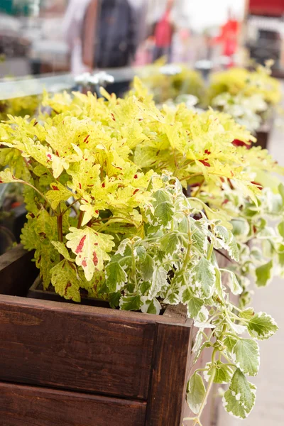 Gelbe Pflanzen — Stockfoto