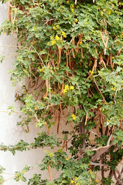 Planten in de buurt van muur — Stockfoto