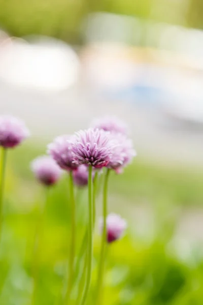 紫色的花 — 图库照片