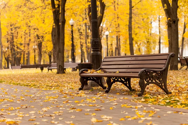 Höst gul park — Stockfoto