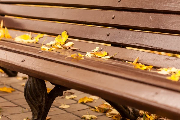 Empty bench in park — Stock Photo, Image