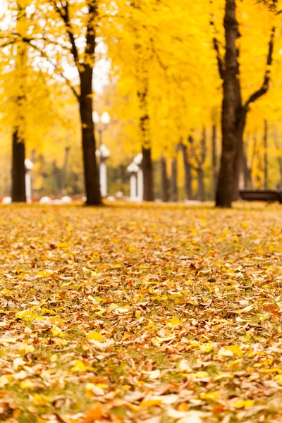 Fogliame giallo — Foto Stock