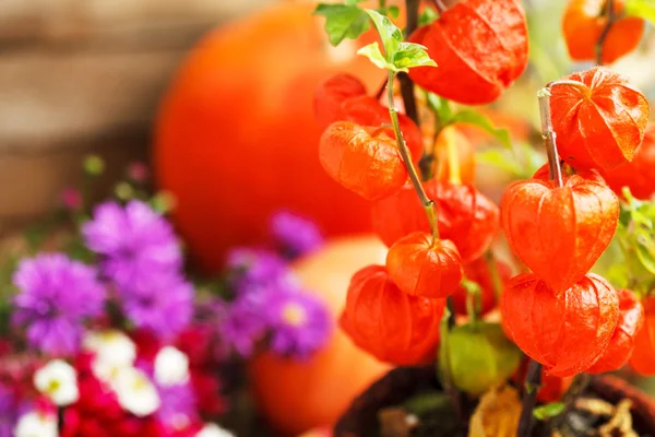 Herfst planten — Stockfoto