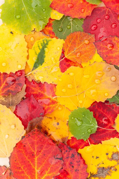 Foglie d'autunno — Foto Stock