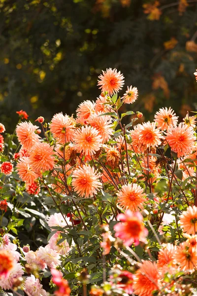 Renkli dahlia çiçeği — Stok fotoğraf