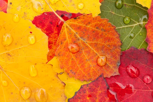 Herbstblätter — Stockfoto