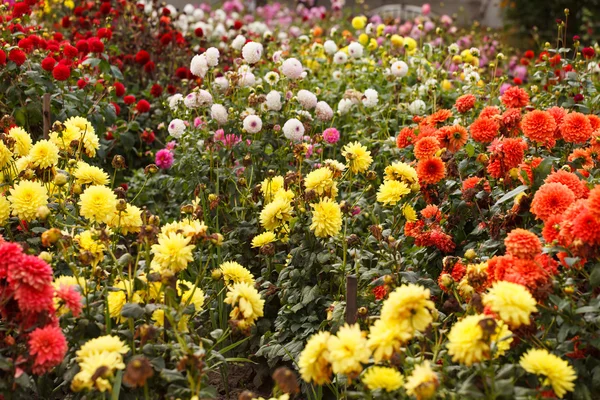 Barevné dahlia květiny — Stock fotografie
