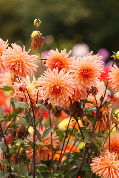 Colorful dahlia flower — Stock Photo, Image