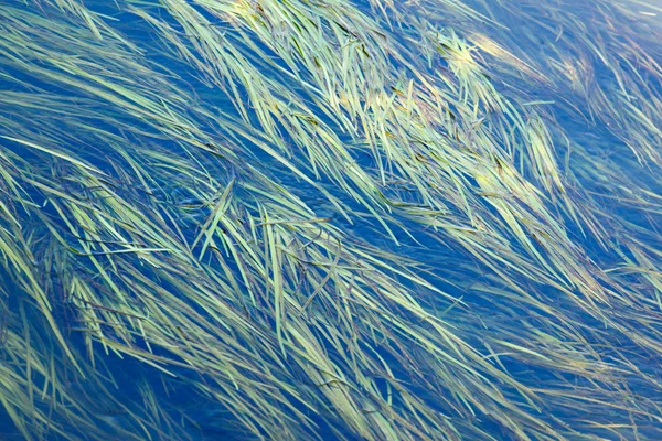 Algen im Fluss — Stockfoto
