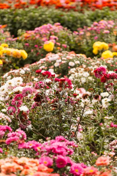 Chrysanthemum flowers in the garden — Stock Photo, Image