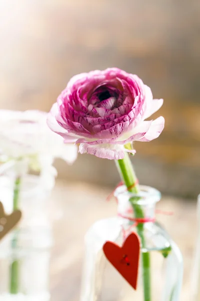 Ranunculus i vas — Stockfoto