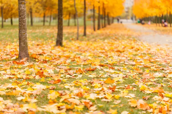 Parco autunnale — Foto Stock