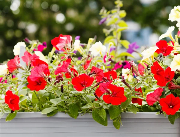 Petunia en la caja — Foto de Stock