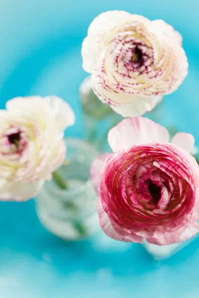 Ranunculus en jarrón — Foto de Stock