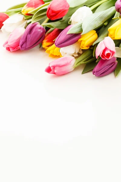 Nice tulips — Stock Photo, Image