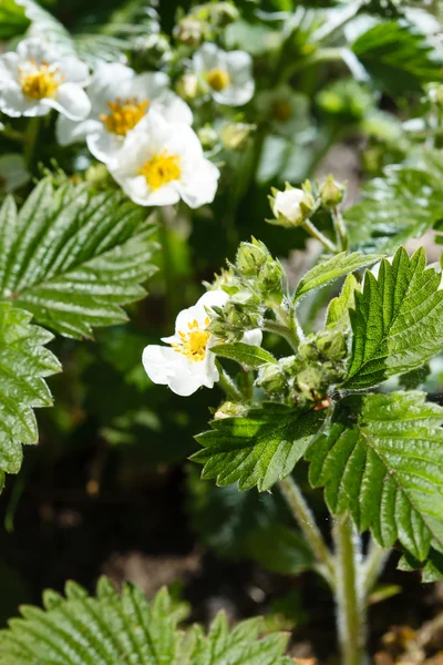 Flowers of strawberry — Stock Photo, Image