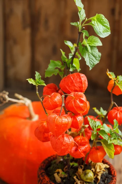 Autumn plants — Stock Photo, Image