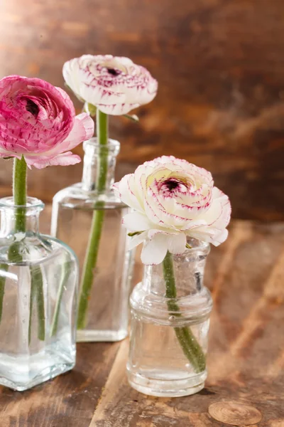 Ranunculus en jarrón — Foto de Stock