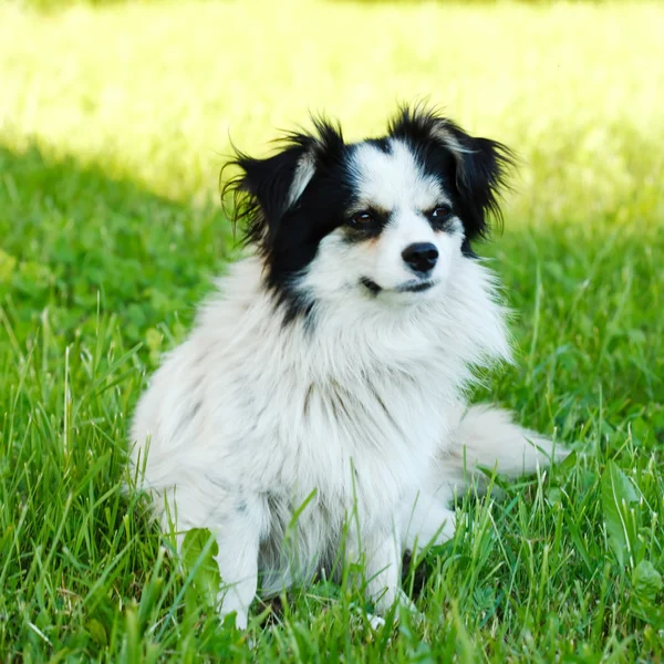 Ładny pies na polu — Zdjęcie stockowe