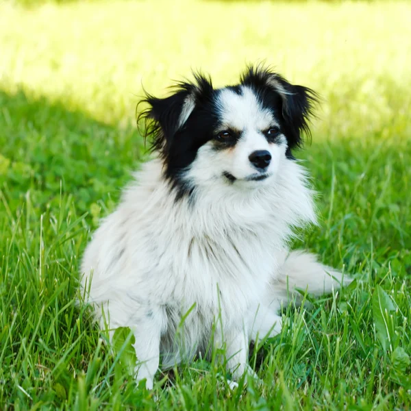 Lieve hond op het veld — Stockfoto