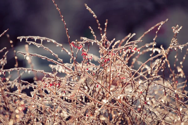 Červené bobule s ledové rampouchy — Stock fotografie