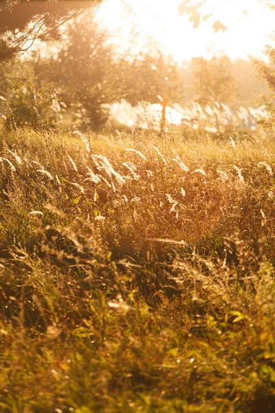 Autumn in the park — Stock Photo, Image