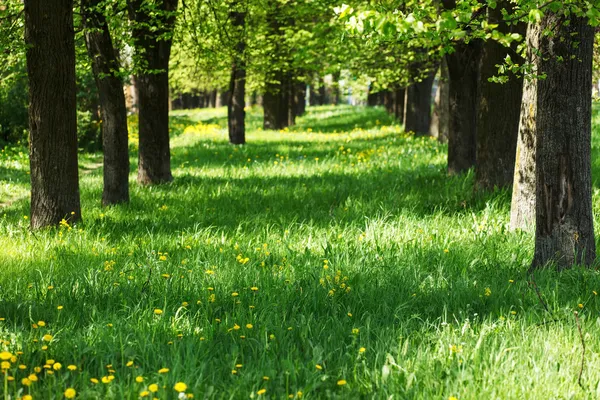 Vakker park – stockfoto