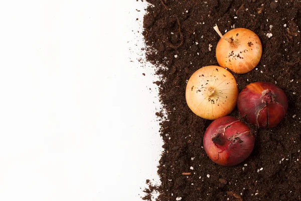 Onions on the soil — Stock Photo, Image