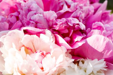 Şakayık sürüsü.