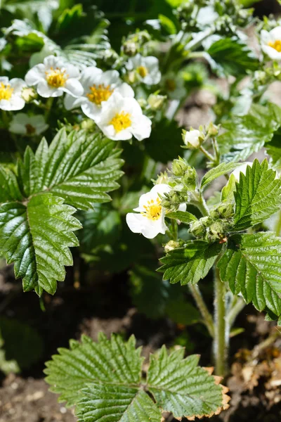 Flowers of strawberry — Stock Photo, Image