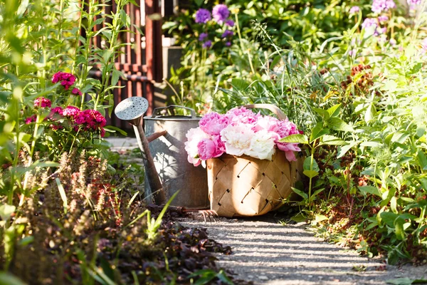 Peonie nel cestino — Foto Stock